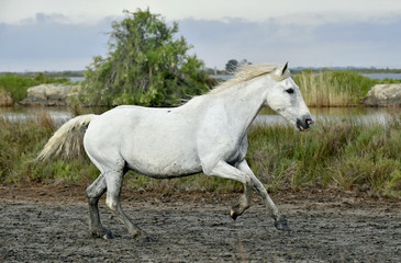 Naklejka na ściany i meble Portrait of the Running White Camargue Horses in Parc Regional de Camargue 