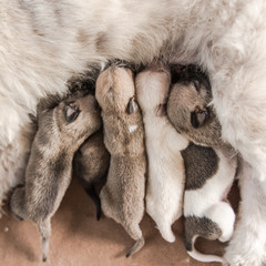 group new born dogs eating milk