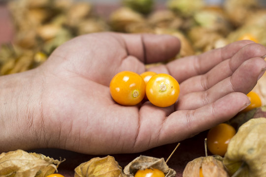 ochuva (Physalis peruviana)