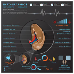 Spleen Anatomy System Medical Infographic Infochart - obrazy, fototapety, plakaty