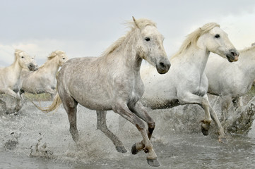 Running White horses through water

