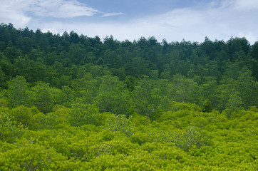Fototapeta na wymiar Green mangrove forest and blue sky