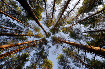 Opening of blue sky between pine trees