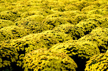 Harvest flower floating field before Lunar New Year in Sa Dec town, Mekong Delta, Dong Thap, Vietnam