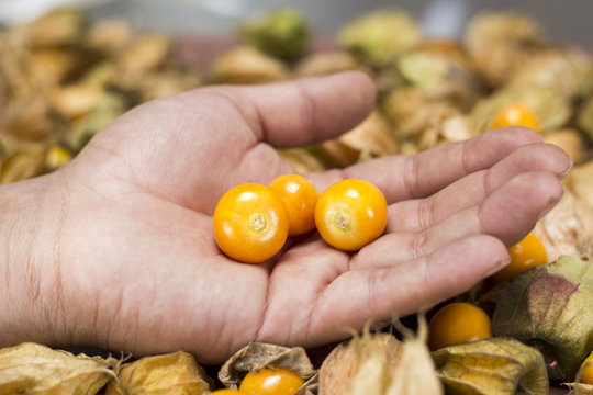 ochuva (Physalis peruviana)