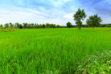 Natural green paddy rice field.