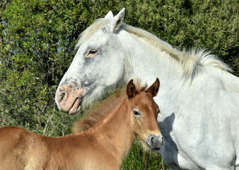 Portrait of the White Camargue Horse with a foal