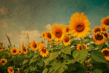 Sunflower field with retro filter.