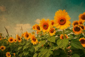 Plexiglas keuken achterwand Zonnebloem Sunflower field with retro filter.
