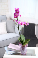 Beautiful lilac orchid in pot on table in room