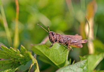 Fototapeta premium grasshopper on leaf