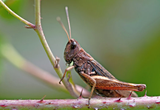 grasshopper on plant