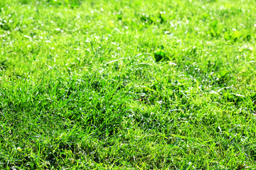 Green grass background