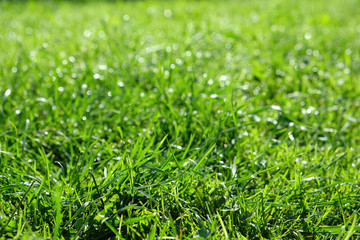 Green grass background