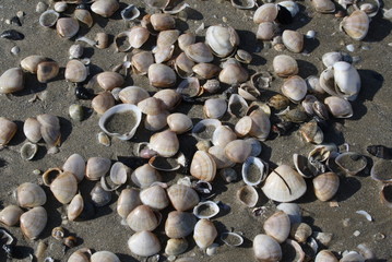 Liegenlandschaft am Strand Italiens