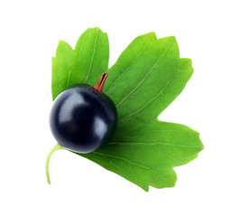 Wild black currant with green leaves close up