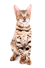 Beautiful Bengal kitten isolated on white