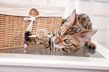 Beautiful Bengal kitten with basket in room