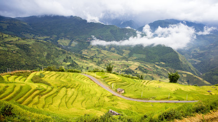 Terraced rice fields in Y ty, Laocai, Vietnam