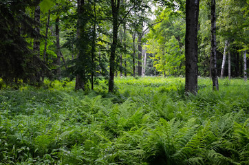 Fototapeta na wymiar Папоротники в лесу Санкт Петербург - Ferns in the forest of St. Petersburg