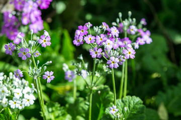 Purple flower in a field green.