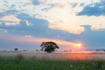 Sun illuminating morning fog