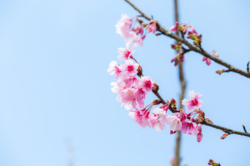 Wild himalayan cherry flower blooming.