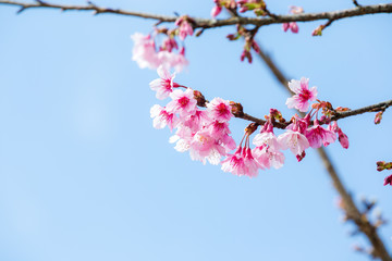 Wild himalayan cherry flower blooming.