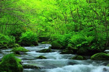 Obraz premium 夏の奥入瀬渓流
