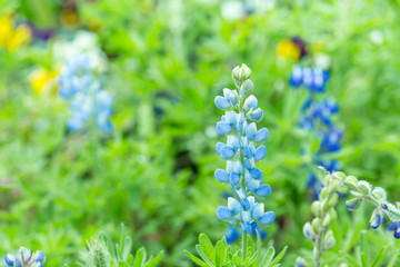 Blue flower in a field green.