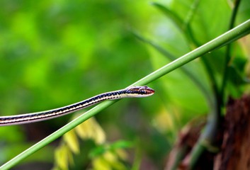 Small Snake on green tree branch