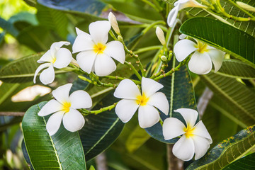 Fototapeta premium white and yellow plumeria frangipani flowers with leaves