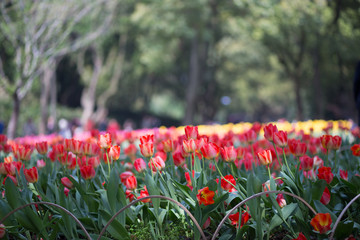 Obraz premium Tulips in the flower garden