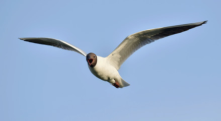 Black-headed Gull (Larus ridibundus) in flight