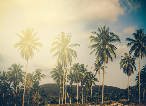 Coconut palm trees sunset. Instagram effect (vintage)
