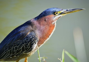 Green Heron (Butorides virescens) male. Cuba. March