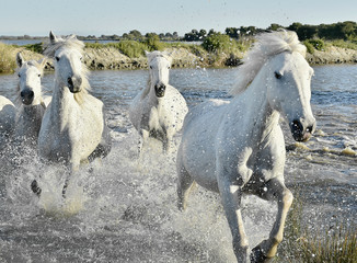 Herd of White Horses Running and splashing through water