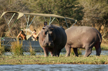 The hippopotamus.  On the bright midday sun hippopotamus in water with boat background
