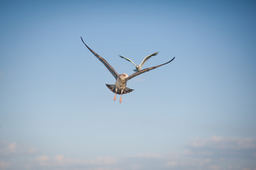 Seagulls