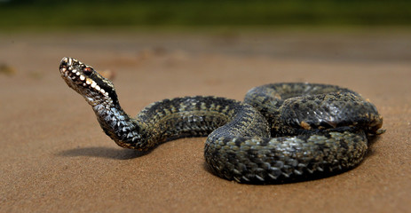 The common European adder or common European viper