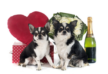 Saint Valentine's Day and chihuahua