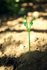 Green sprout in soil outdoors