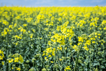 Field of rape seed plants and blue sky on the background.