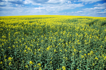 Field of rape seed plants and blue sky on the background.