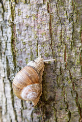 Snail creeping up the tree.