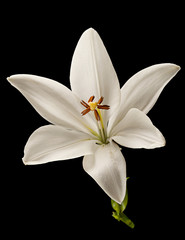 White lily flower on black