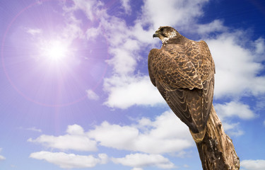 abstract hawk eagle above the sky