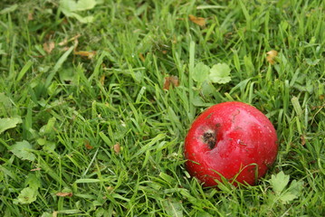 Apfel Fallobst