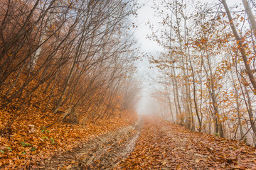 Fototapeta premium Misty autumn forest in the early morning