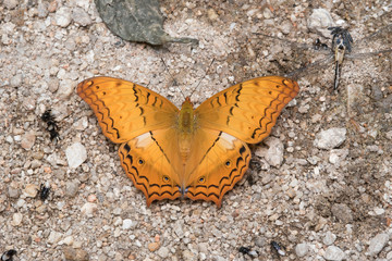 Common Yeoman (Cirrochroa tyche) Butterfly